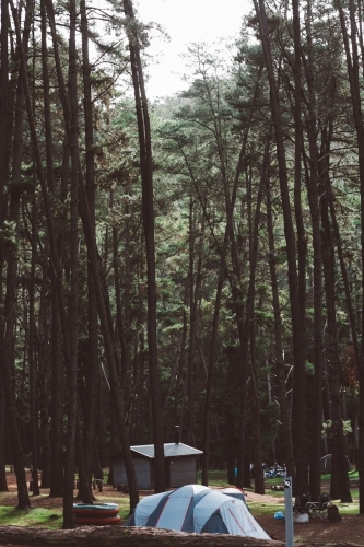 Campsite among tall trees