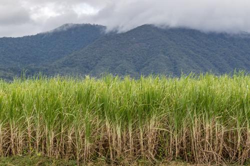 Sugar cane field with dense green crops growing in neat rows across open farmland. - Australian Stock Image