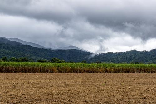 Cane field with mountain background - Australian Stock Image
