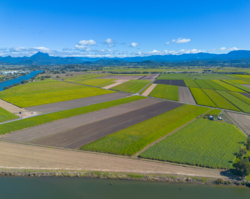 Cane Paddocks near Murwillumbah with Mount Warning, Wollumbin in the background - Australian Stock Image