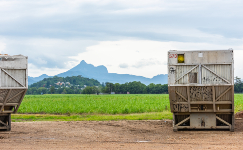 Cane Skips in front of Mount Warning, Wollumbin, near Murwillumbah, new south wales, australia - Australian Stock Image