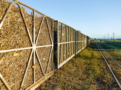 Cane train carriages containing cut sugar cane - Australian Stock Image