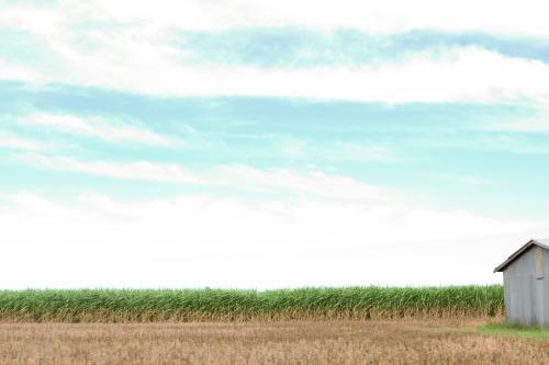 Canefields in Northern NSW - Australian Stock Image