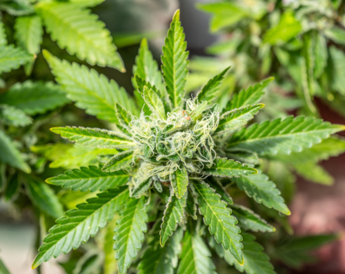 Cannabis plant - Australian Stock Image