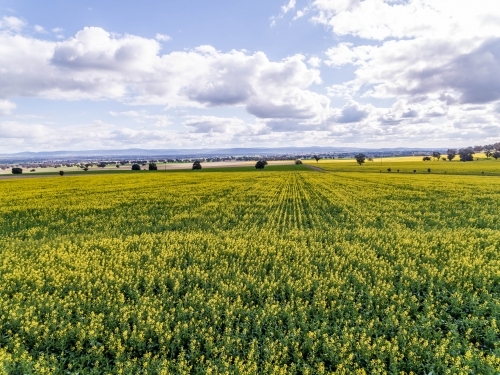 Canola Crop aerial view - Australian Stock Image