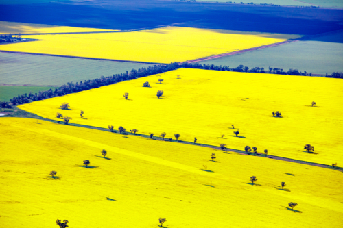 Canola Crop - Australian Stock Image