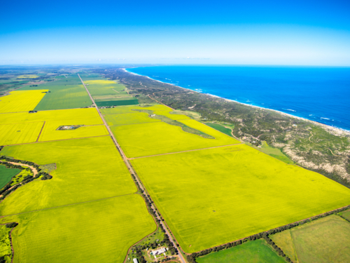 Canola Crop - Australian Stock Image