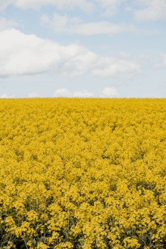 Canola crop in bloom. - Australian Stock Image