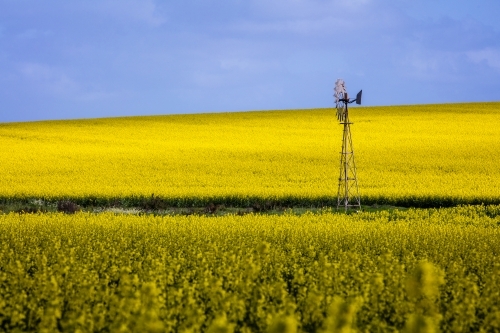 Canola Crop on Western Australian farms - Australian Stock Image