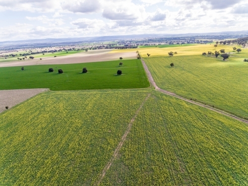 Canola Drone Photo - Australian Stock Image