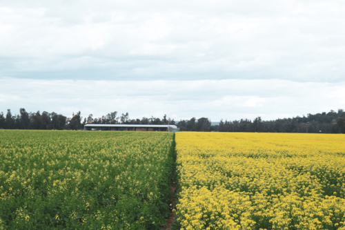Canola farm divided into two distinct sections for crop rotation - Australian Stock Image