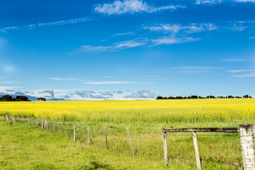 Canola Field - Australian Stock Image