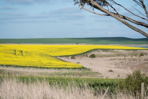 Canola Field - Australian Stock Image