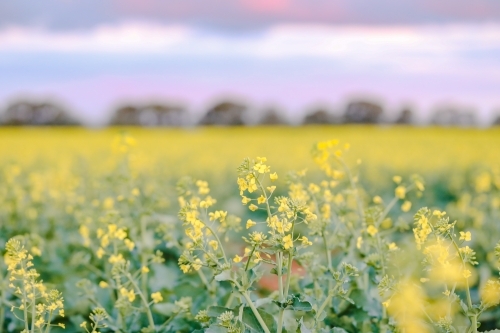 Canola field in full bloom under pink sunset sky - Australian Stock Image