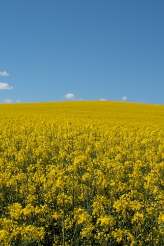 Canola field - vertical - Australian Stock Image