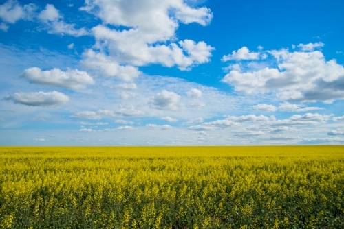 Canola field with blue sky - Australian Stock Image