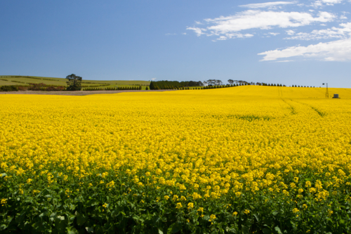 Canola fields shine on a clear sunny day near Creswick in the Victorian goldfields, Australia - Australian Stock Image