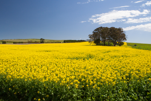 Canola fields shine on a clear sunny day near Creswick in the Victorian goldfields, Australia - Australian Stock Image