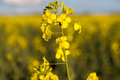 canola flower close up - Australian Stock Image