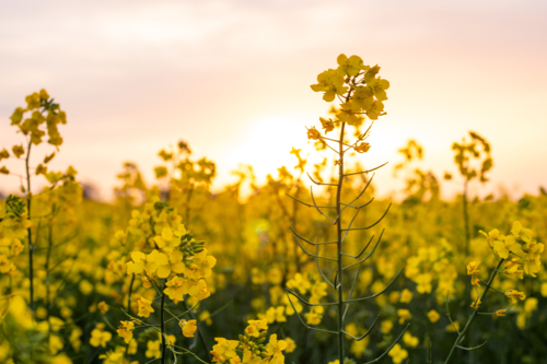 canola flowers at sunset - Australian Stock Image