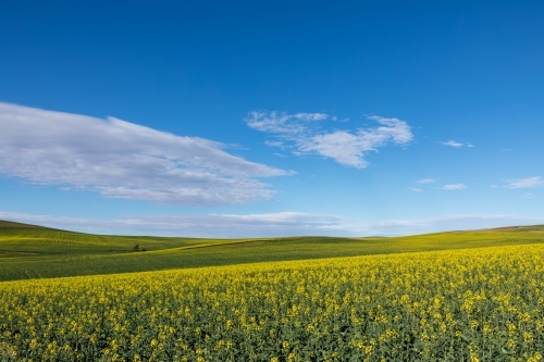 canola flowers under blue sky - Australian Stock Image