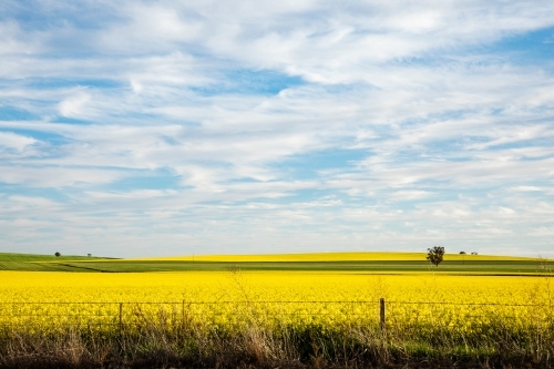 canola flowers under blue sky with white clouds - Australian Stock Image