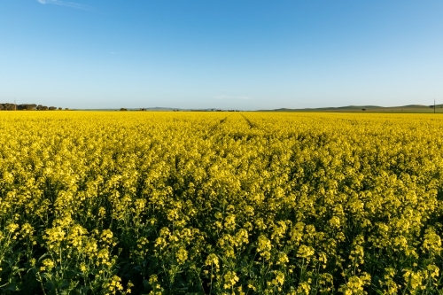 canola in flower under blue sky - Australian Stock Image