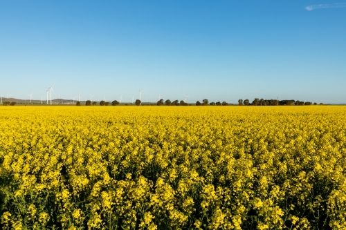 canola in flower with windfarm in the distance - Australian Stock Image