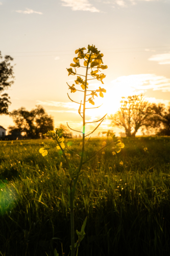 Canola Plant in the sunset - Australian Stock Image