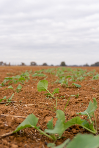 Canola seedlings in a paddock - Australian Stock Image