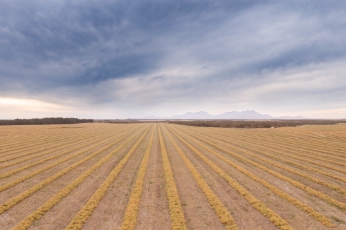 Canola wind rows in paddock with Stirling ranges in background - Australian Stock Image