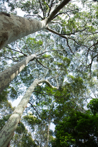 Canopy of group of tall gum trees - Australian Stock Image