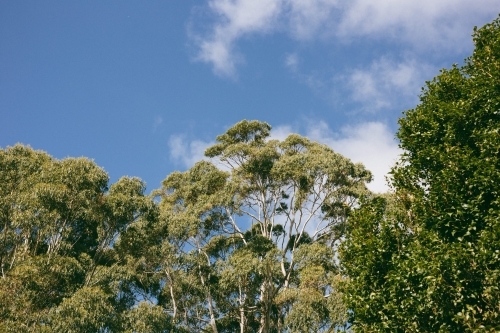 Canopy of trees with green foliage and blue sky with white clouds
