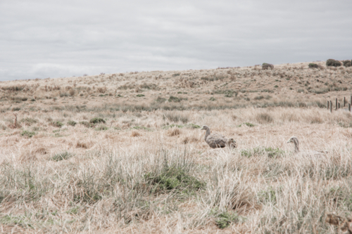 Cape Barren Geese in dry grasses - Australian Stock Image
