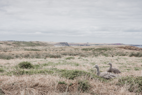 Cape Barren Geese pair in dry, summer grasses - Australian Stock Image