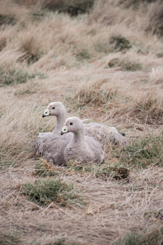 Cape Barren Geese pair sitting in coastal grasses - Australian Stock Image