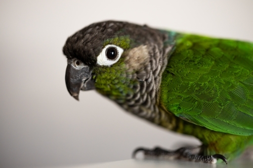 captive Green Cheek Conure on white (Pyrrhura molinae) - Australian Stock Image
