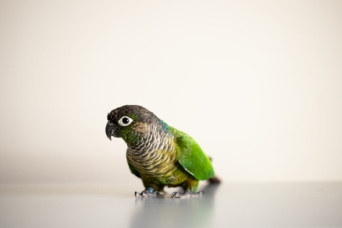 captive Green Cheek Conure with a blue leg ring(Pyrrhura molinae) - Australian Stock Image
