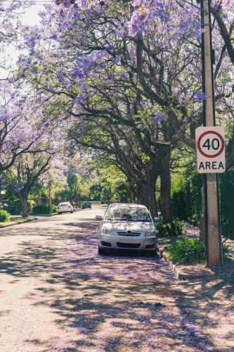 car parked in suburban street under jacaranda tree - Australian Stock Image