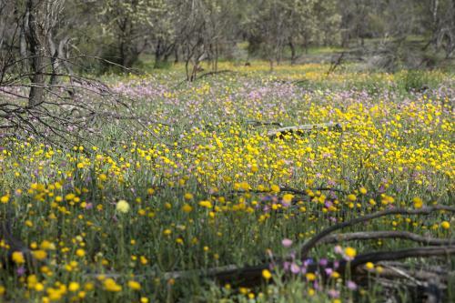 Carpet of everlasting wildflowers in Australian bush
