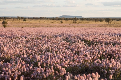 Carpet of mulla-mulla native wildflowers - Australian Stock Image