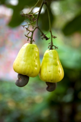Cashews growing on a cashew tree - Australian Stock Image