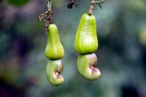 Cashews growing on a cashew tree