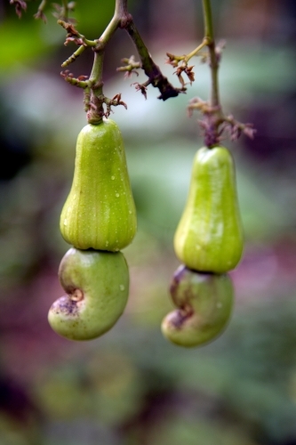 Cashews growing on a cashew tree - Australian Stock Image