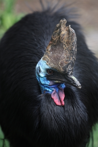 Cassowary - Australian Stock Image