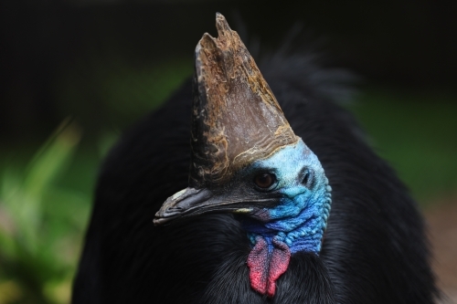 Cassowary - Australian Stock Image