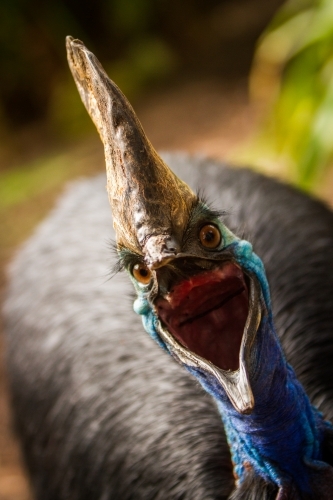 Cassowary Close Up with Mouth Open - Australian Stock Image