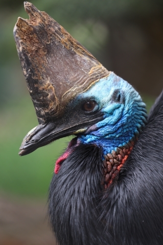 Cassowary Head - Australian Stock Image