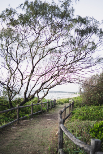casuarina on the beach path - Australian Stock Image