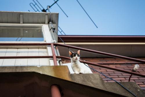 Cat looking down from balcony - Australian Stock Image